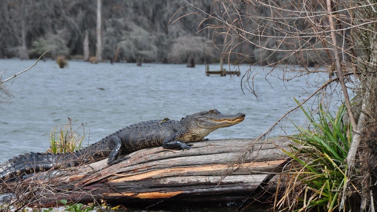An American alligator lounges on a log in a serene Louisiana swamp, showcasing wildlife in its natural habitat.