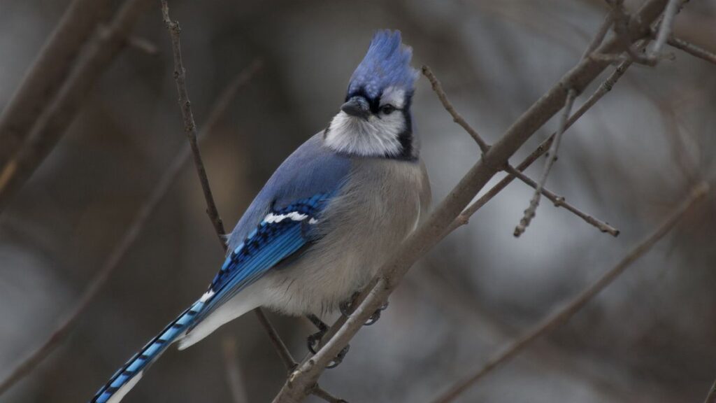 Close-up of a blue jay perched on a bare tree branch in a winter setting, showcasing its vibrant blue feathers.