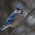 Close-up of a blue jay perched on a bare tree branch in a winter setting, showcasing its vibrant blue feathers.