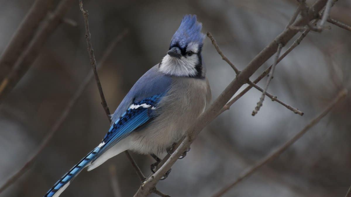 Close-up of a blue jay perched on a bare tree branch in a winter setting, showcasing its vibrant blue feathers.