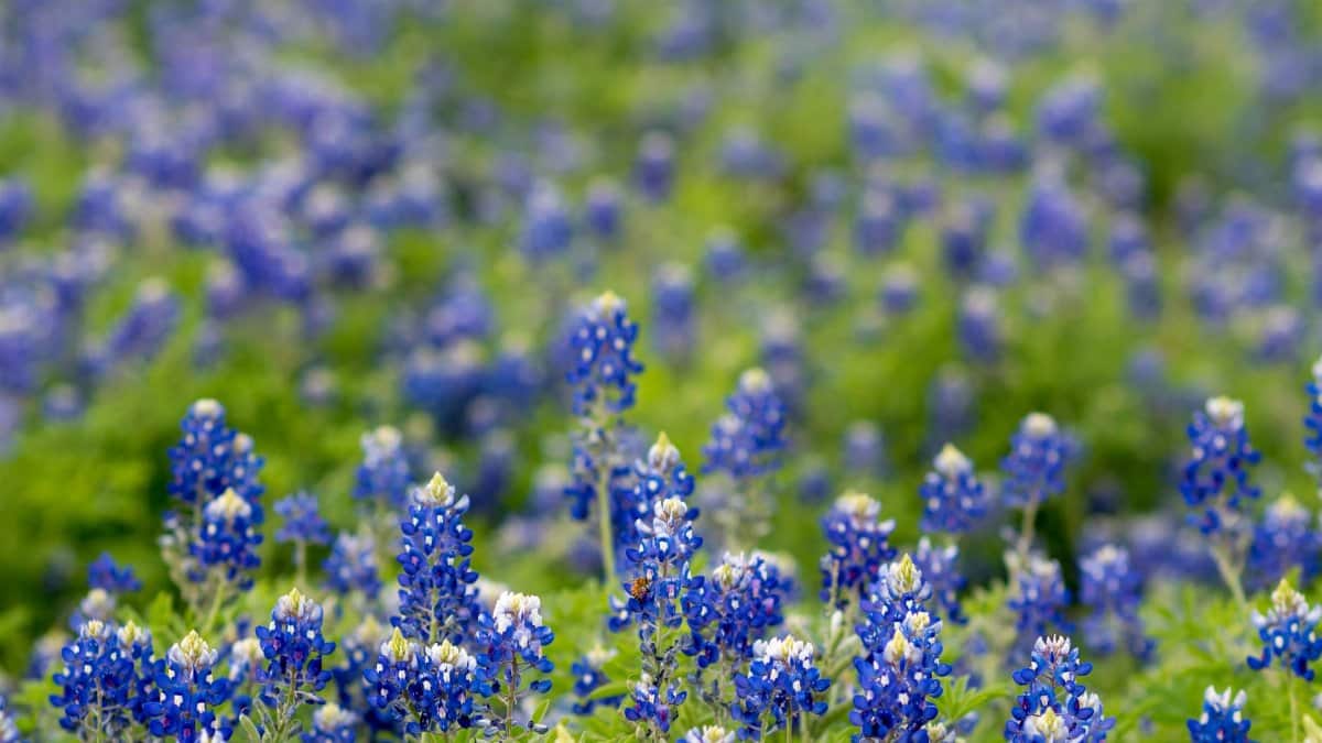 A vibrant field of Texas bluebonnets in full bloom during springtime, capturing nature's beauty.