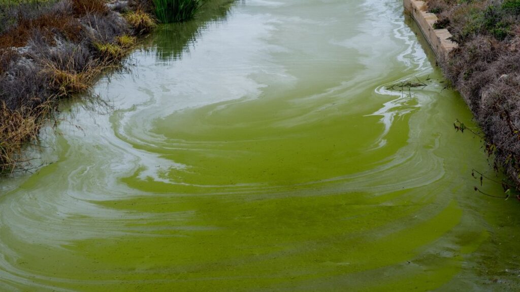 Vibrant green algae bloom in a natural waterway, showcasing environmental impact on aquatic ecosystems.