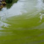 Vibrant green algae bloom in a natural waterway, showcasing environmental impact on aquatic ecosystems.