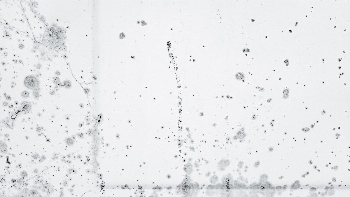 Intricate pattern of black mold spores on a white background, showcasing decay and organic growth.
