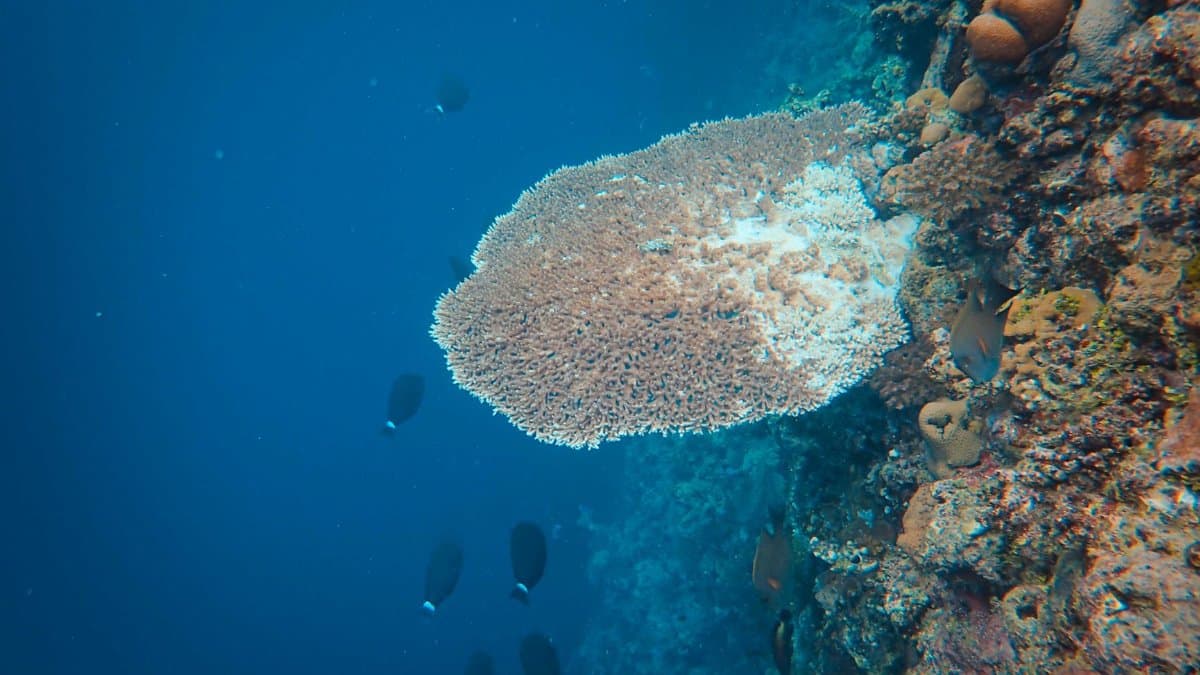 A detailed view of a colorful coral reef with diverse marine life swimming around.