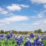 A scenic view of a vibrant bluebonnet field under a clear blue sky with scattered clouds.