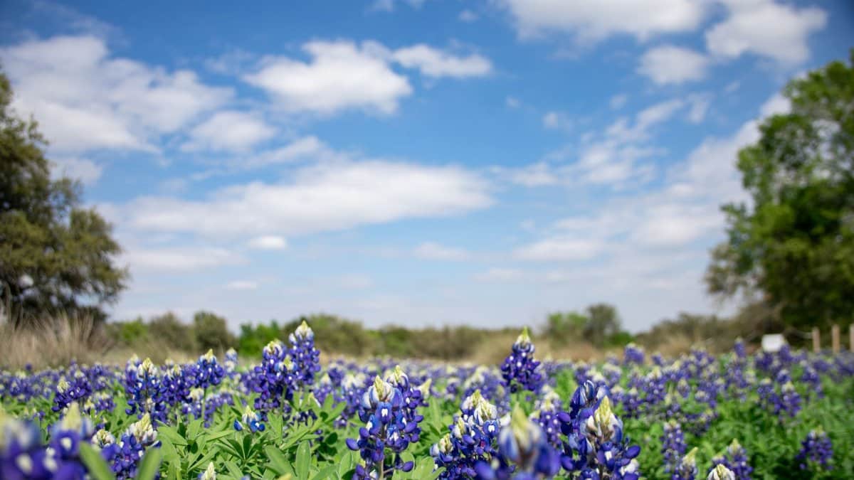 A scenic view of a vibrant bluebonnet field under a clear blue sky with scattered clouds.