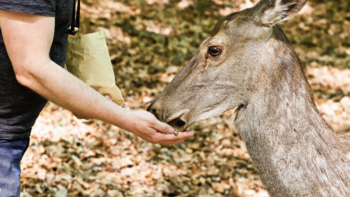 A man feeding a deer in an autumn forest setting, illustrating human-animal interaction.