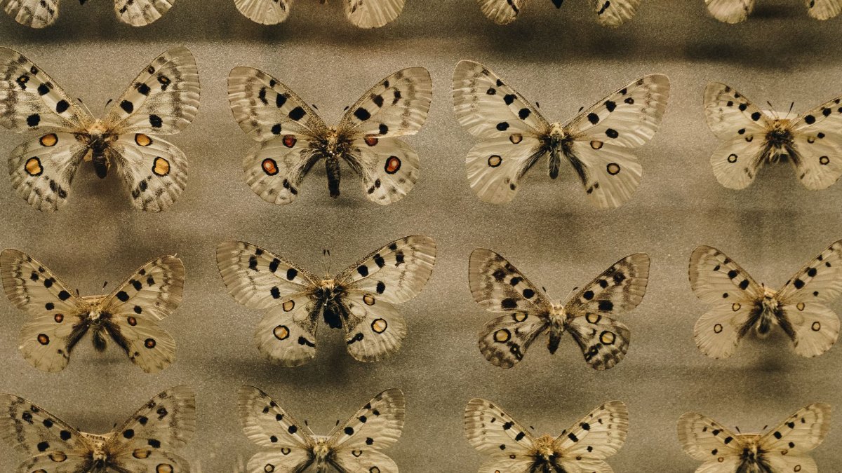 A stunning collection display of various butterfly species with intricate patterns, captured in a museum setting.