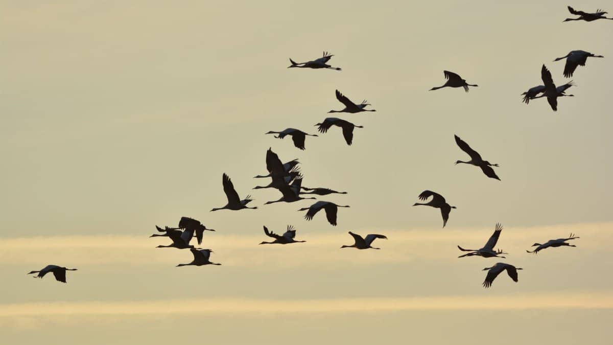 A stunning silhouette of cranes flying during a serene sunrise sky, capturing the essence of migration.