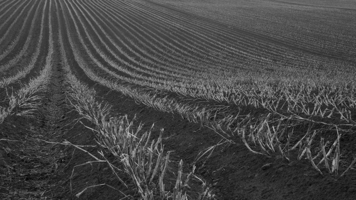 A black and white photo of neatly arranged crop rows in Snowshill, England, illustrating agricultural patterns.
