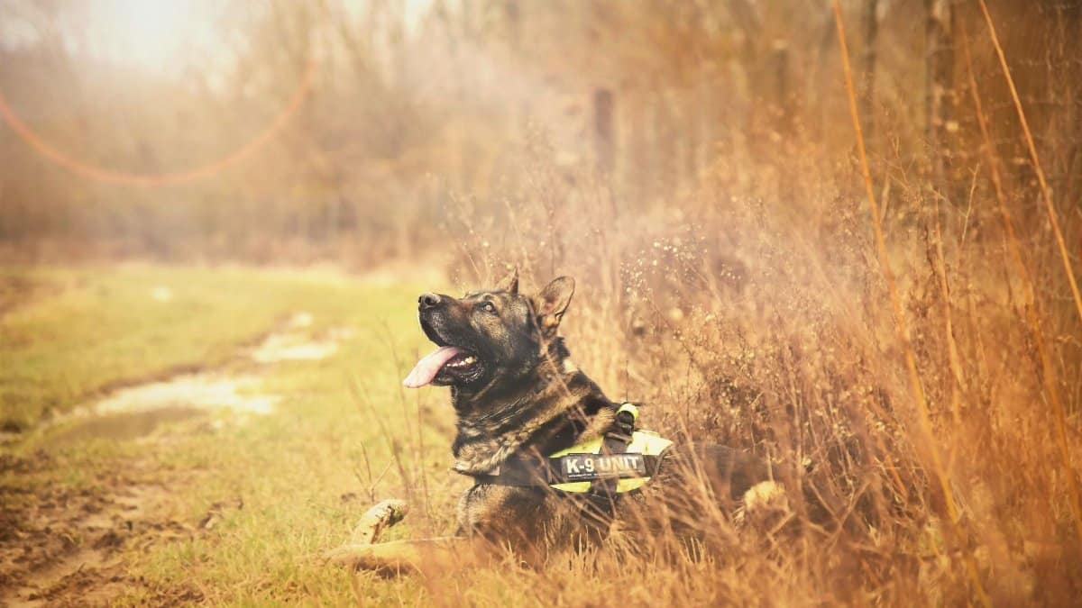German Shepherd K9 dog relaxing in grassy countryside on a sunny day.