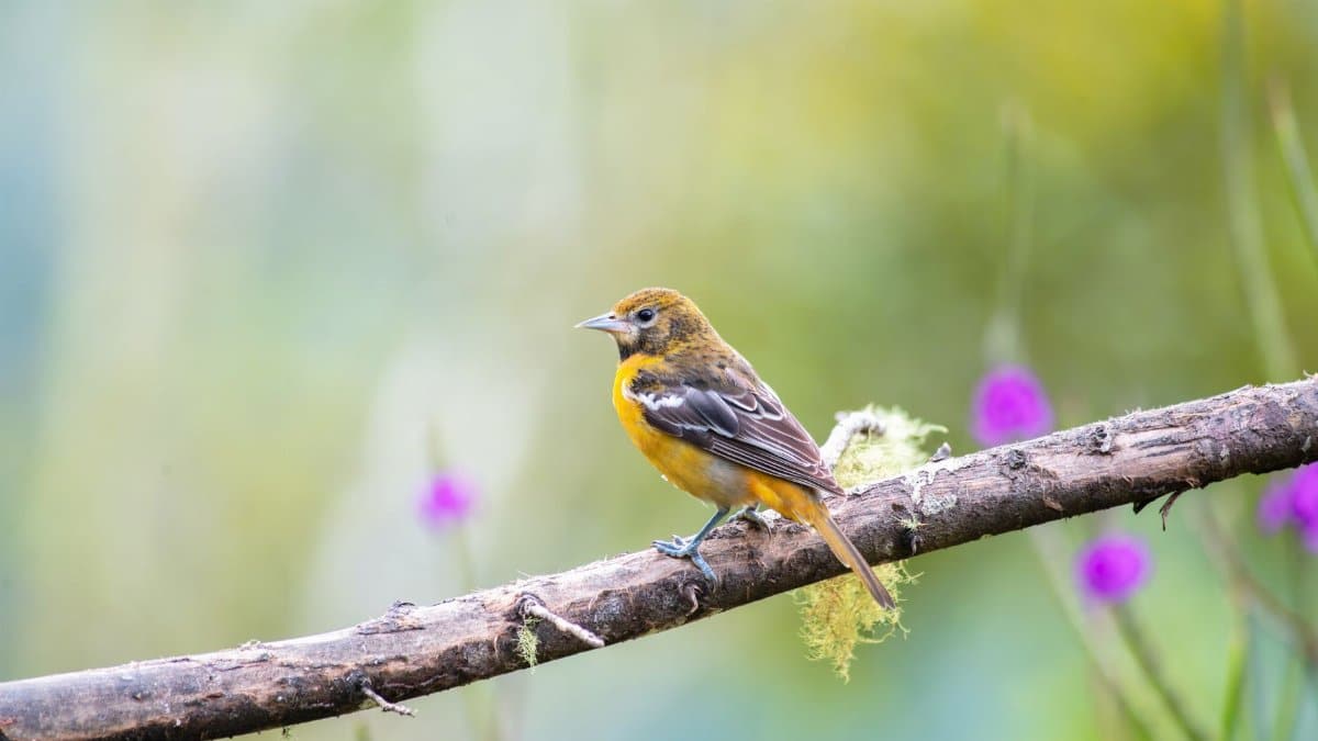 An oriole bird perches on a branch surrounded by nature, showcasing vibrant colors.