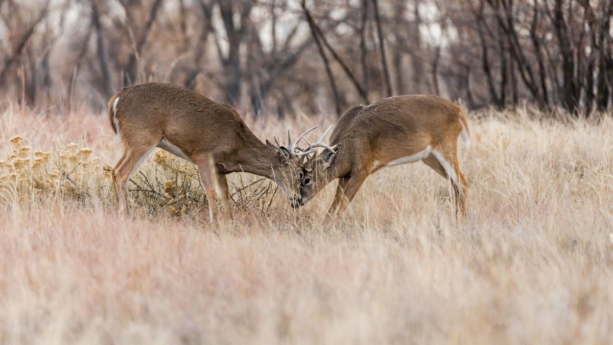 Two deer locking antlers in an open field during rutting season, showcasing wildlife behavior.