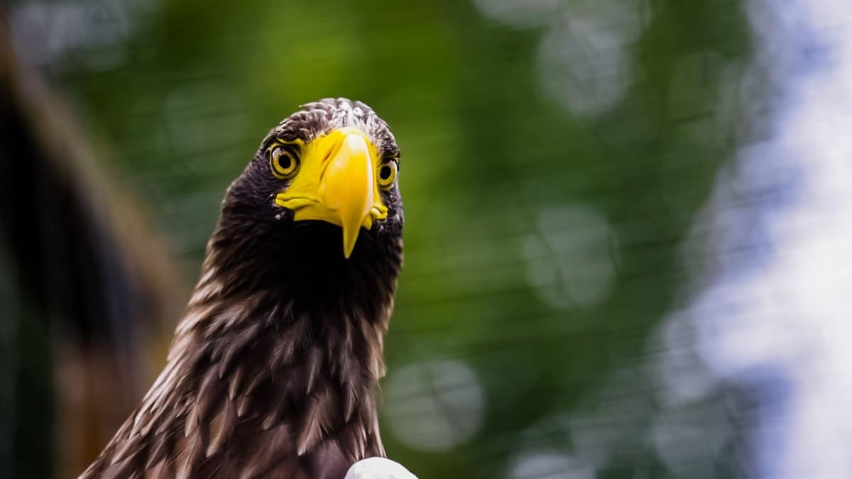 Captivating close-up of a Steller's sea eagle with a vibrant yellow beak.