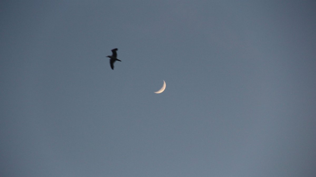 Silhouette of a bird flying near a crescent moon set against a twilight sky.