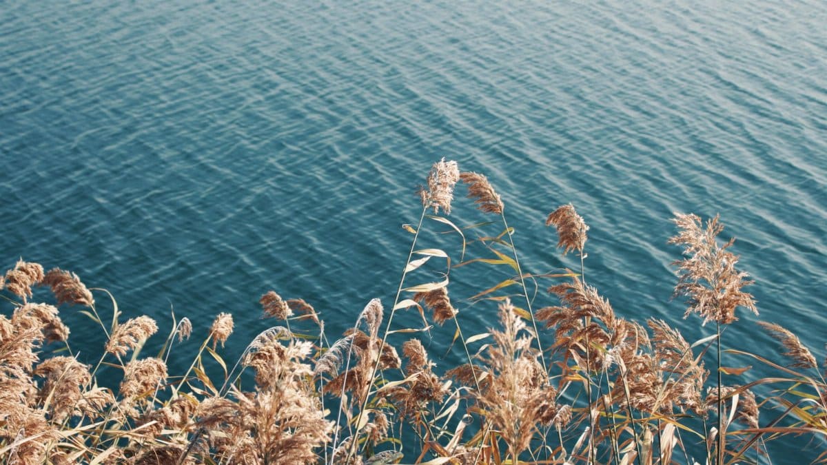 Serene view of golden reeds by the water in İstanbul, Türkiye.