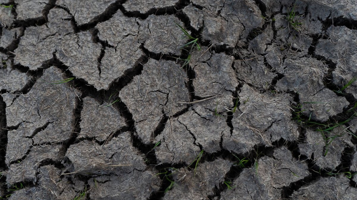 Cracked earth surface with sparse grass, illustrating drought and arid conditions.