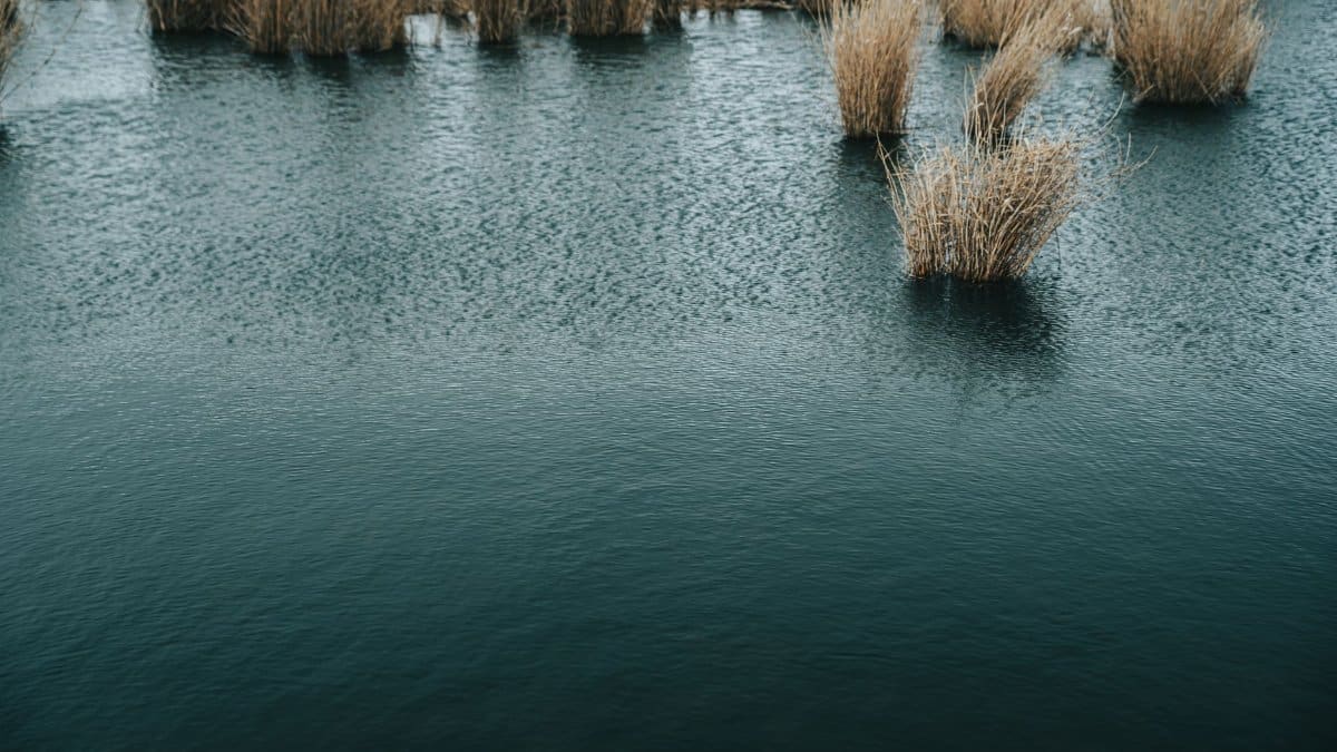 Serene image of reeds growing in a calm wetland, reflecting the tranquil atmosphere of nature.