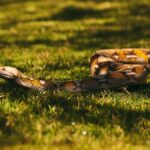 A magnificent python slithers gracefully on a sunlit grassy field, showcasing its unique patterns.