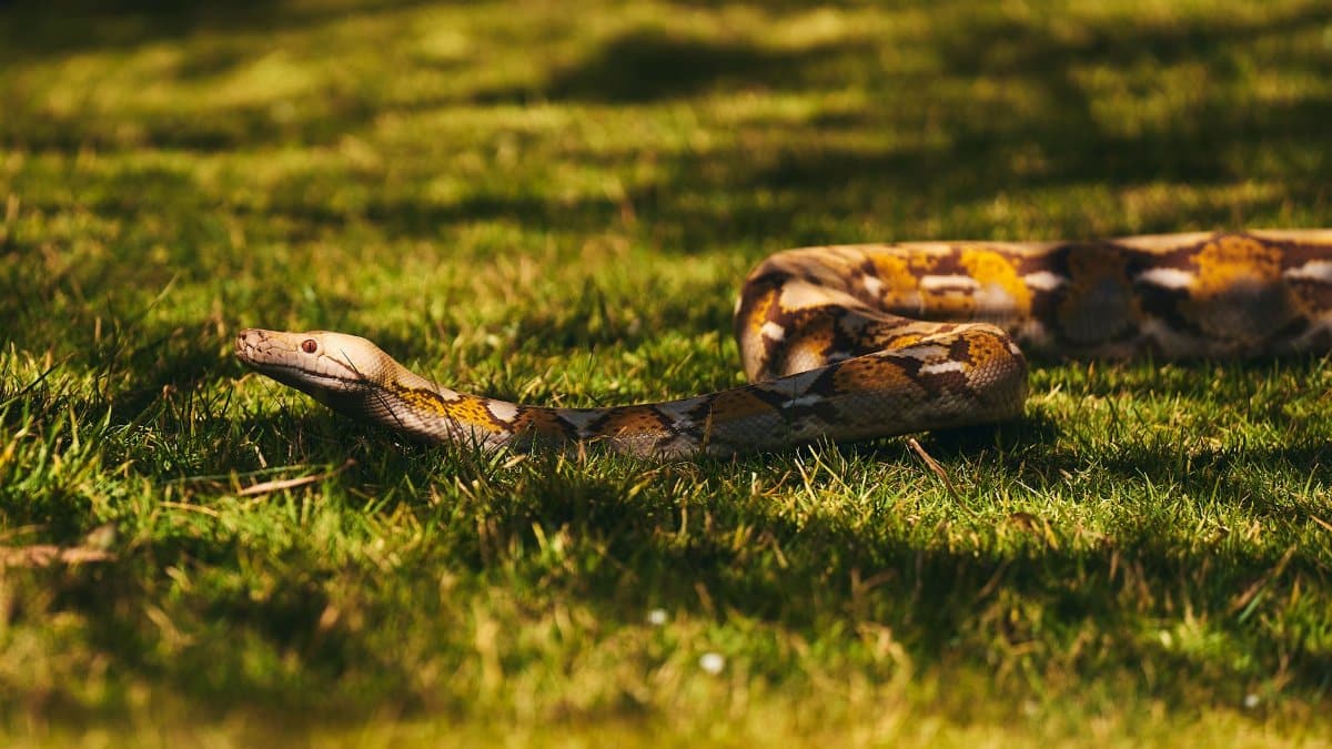 A magnificent python slithers gracefully on a sunlit grassy field, showcasing its unique patterns.