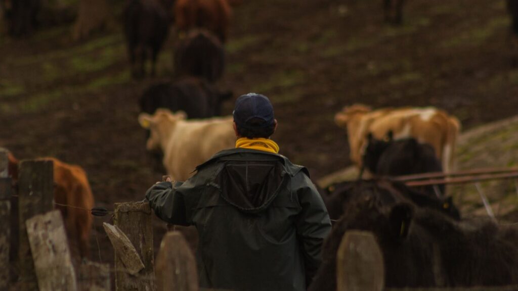 A back view of a farmer herding cattle in Santiago, Chile.