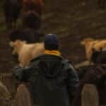 A back view of a farmer herding cattle in Santiago, Chile.