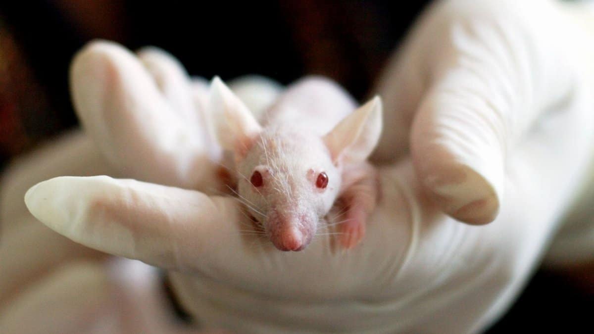 Close-up of a white mouse held by a gloved hand, symbolizing laboratory research and experimentation.