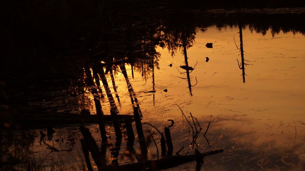 Tranquil sunset reflection on lake with silhouetted tree trunks and calm water.