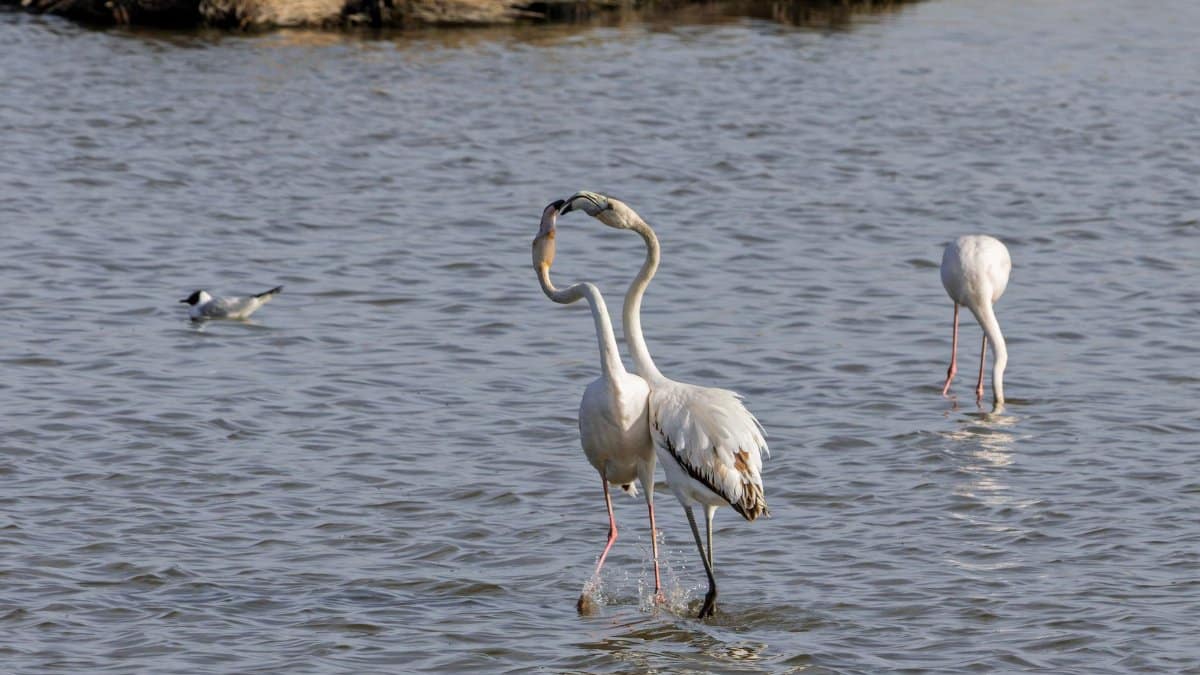 Three flamingos wading in the serene wetlands of Comunidad Valenciana, Spain.
