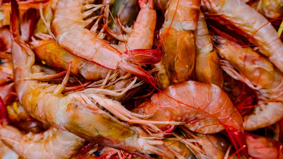 Close-up of a pile of fresh shrimp showcasing vibrant colors with a focus on seafood textures.