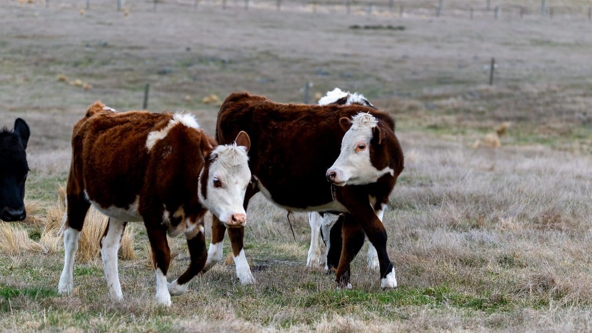 Hereford cattle grazing in a field on a farm, showcasing rural life and livestock farming.