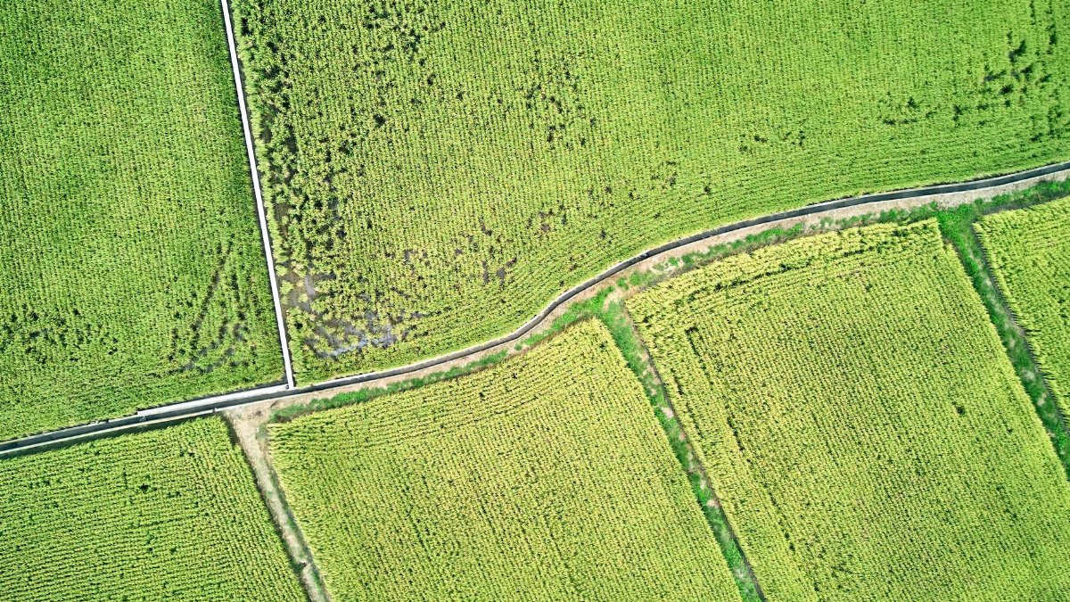High-angle view of vibrant green agricultural fields, showcasing patterns and textures.