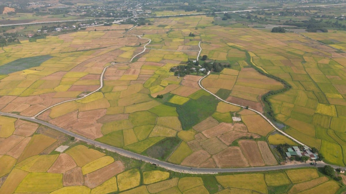 Aerial shot showcasing vibrant rice fields in Vietnam, highlighting agricultural landscapes.