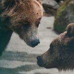 Two brown bears engage in a face-to-face interaction in the wild.
