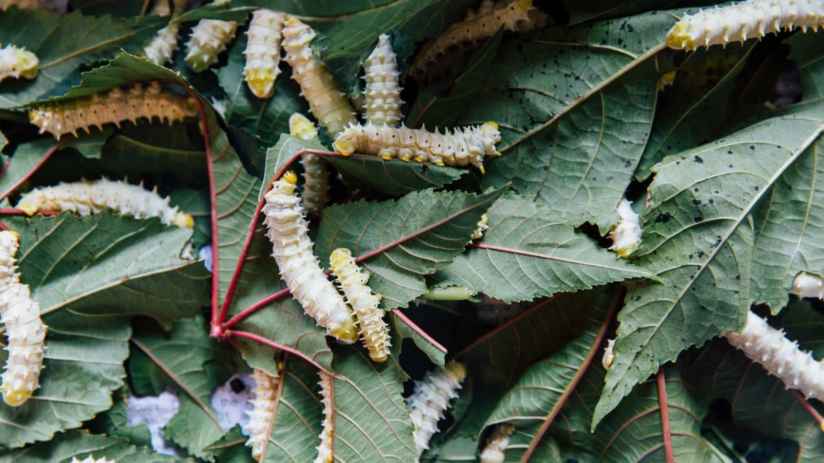 From above of flexible similar white caterpillars with barbed bellies eating green pointed leaves with veins on surface in daylight