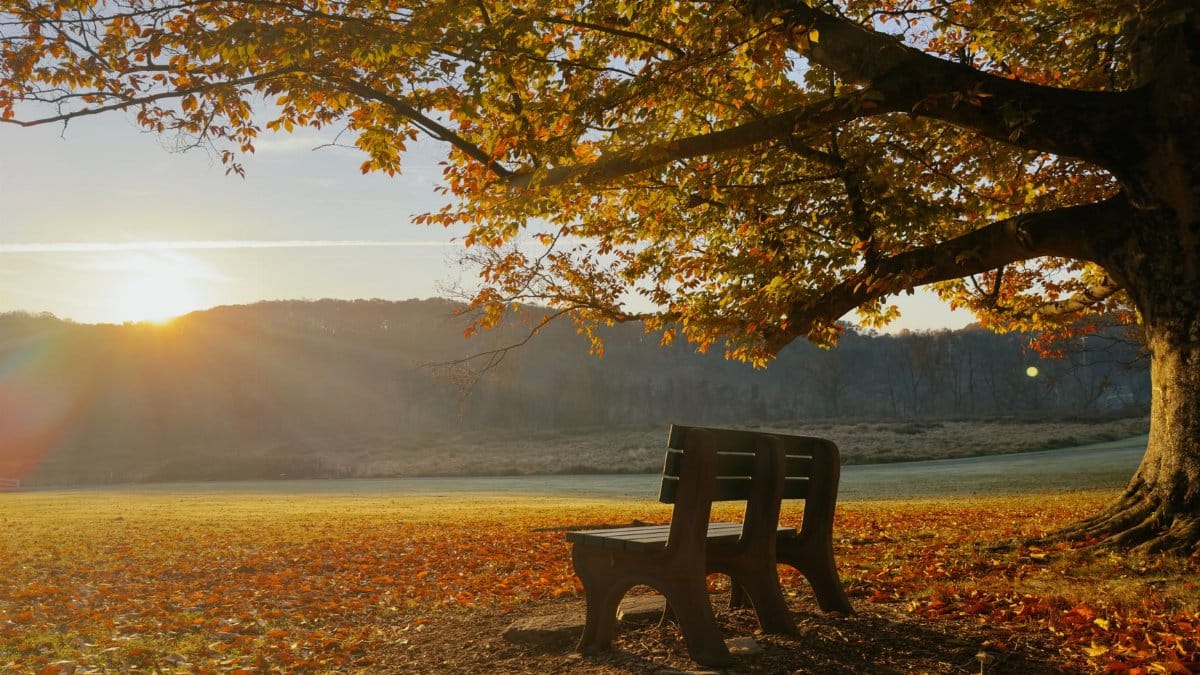 Peaceful autumn landscape with a wooden bench under a tree at sunset.