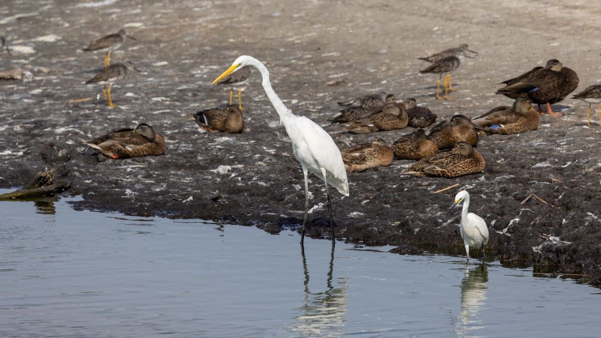 Egrets and ducks gather by the shore in Newburyport, Massachusetts, highlighting local wildlife.