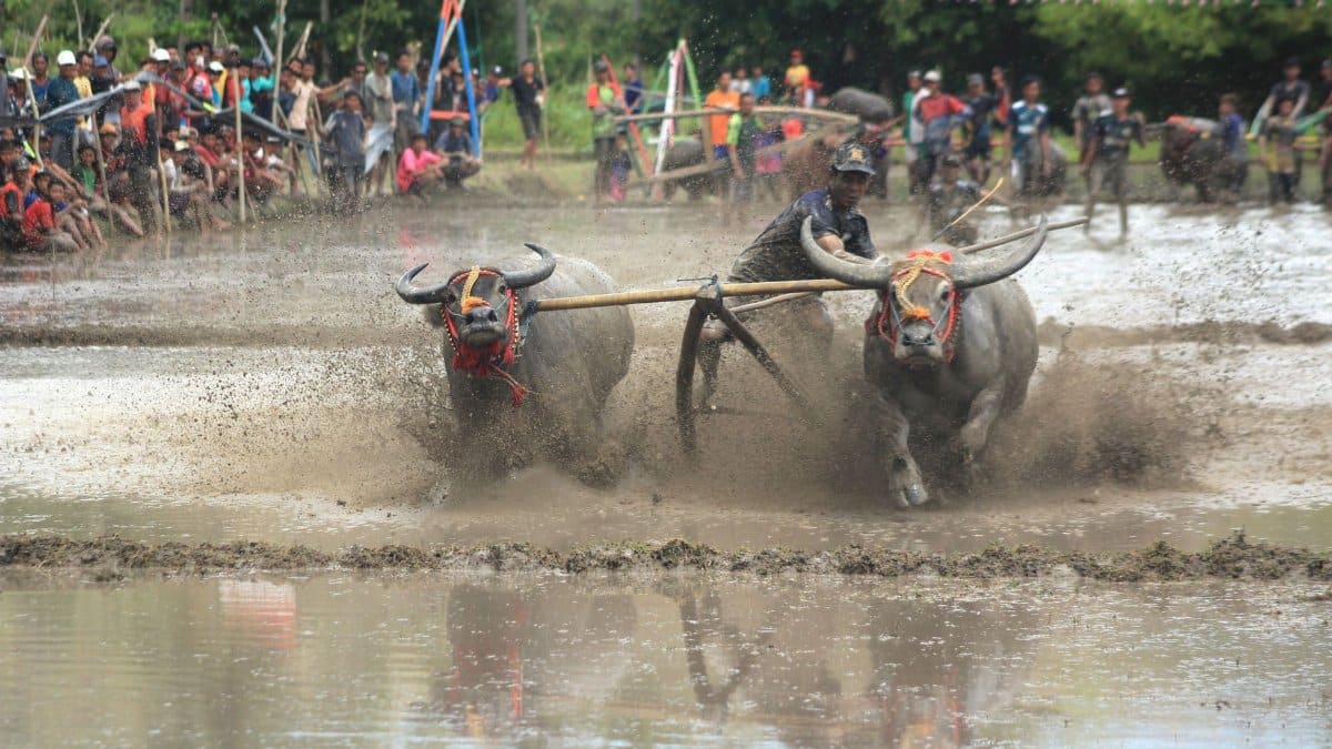 Exciting buffalo race in muddy fields of Sumbawa, showcasing local culture and tradition.