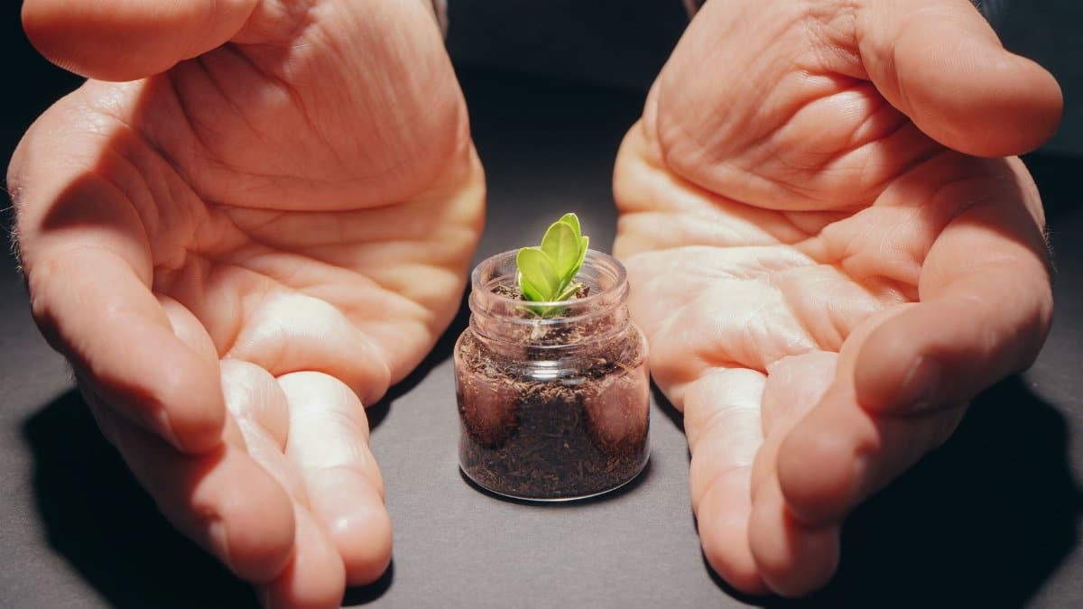 Hands gently cradle a small plant in a jar, symbolizing care and growth.
