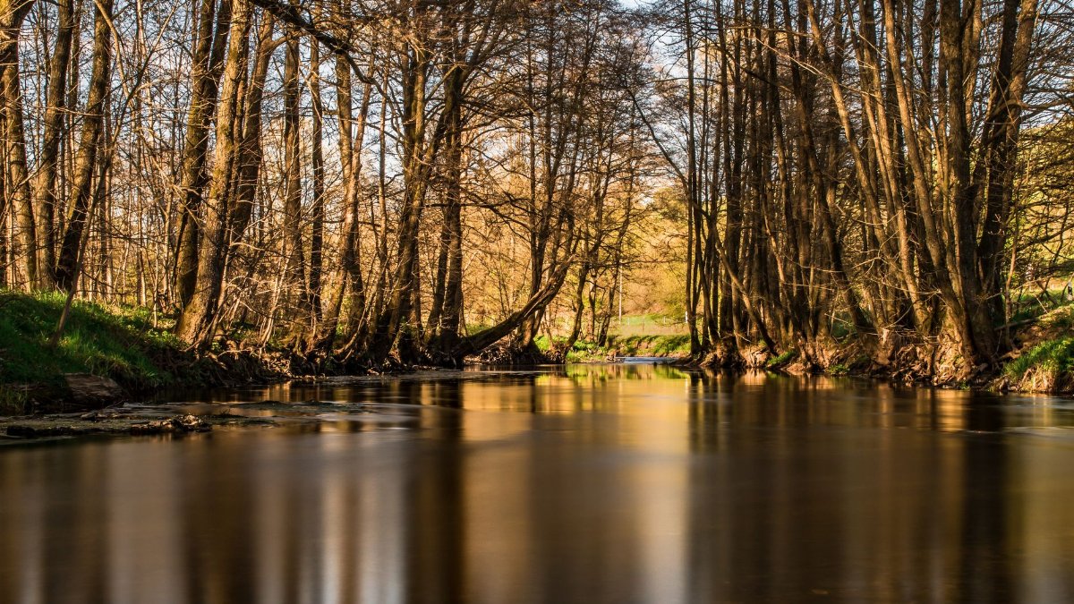 Serene forest river scene with trees reflecting in calm waters.