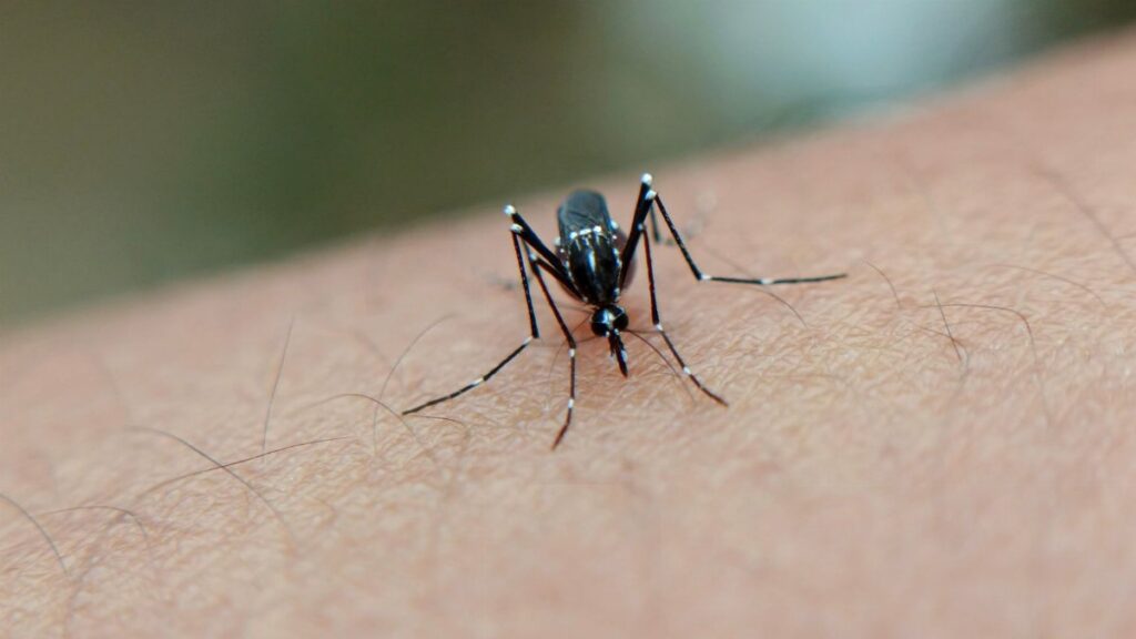 A detailed close-up of a mosquito on human skin, highlighting the insect's features in West Java, Indonesia.