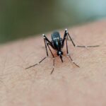 A detailed close-up of a mosquito on human skin, highlighting the insect's features in West Java, Indonesia.
