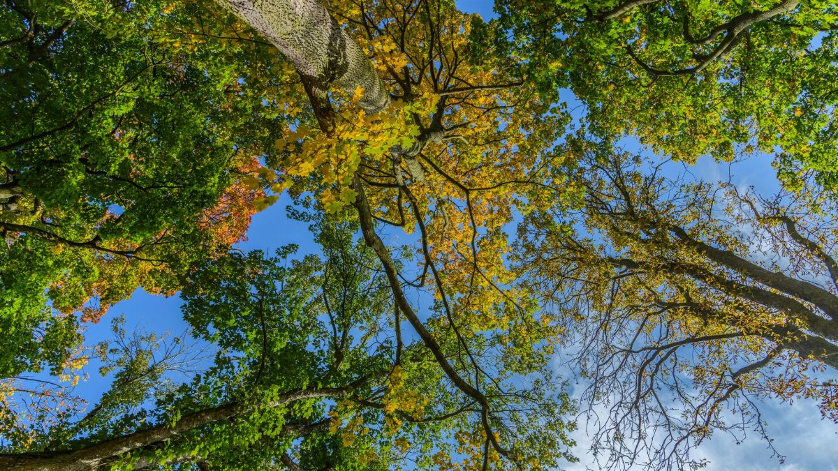 Looking up at a vibrant canopy of autumn leaves against a clear blue sky in a serene forest setting.