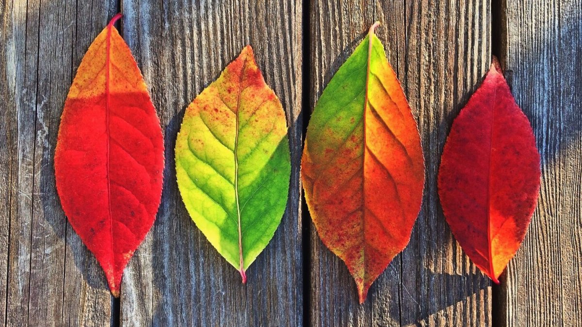 Colorful autumn leaves beautifully arranged on rustic wooden surface.