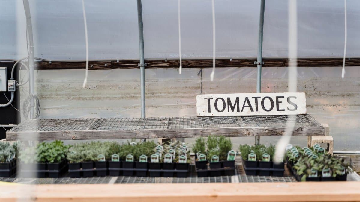 Row of black containers with small potted green tomatoes placed in greenhouse in daylight