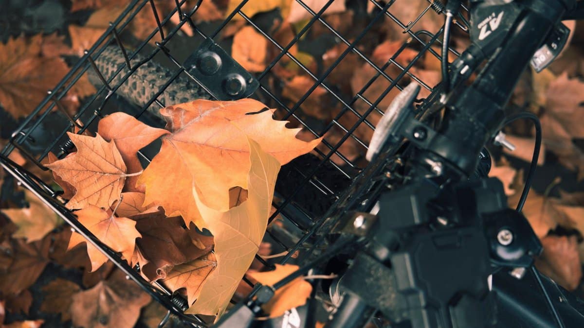 Close-up of a bicycle basket filled with vibrant autumn leaves, showcasing fall's beauty.