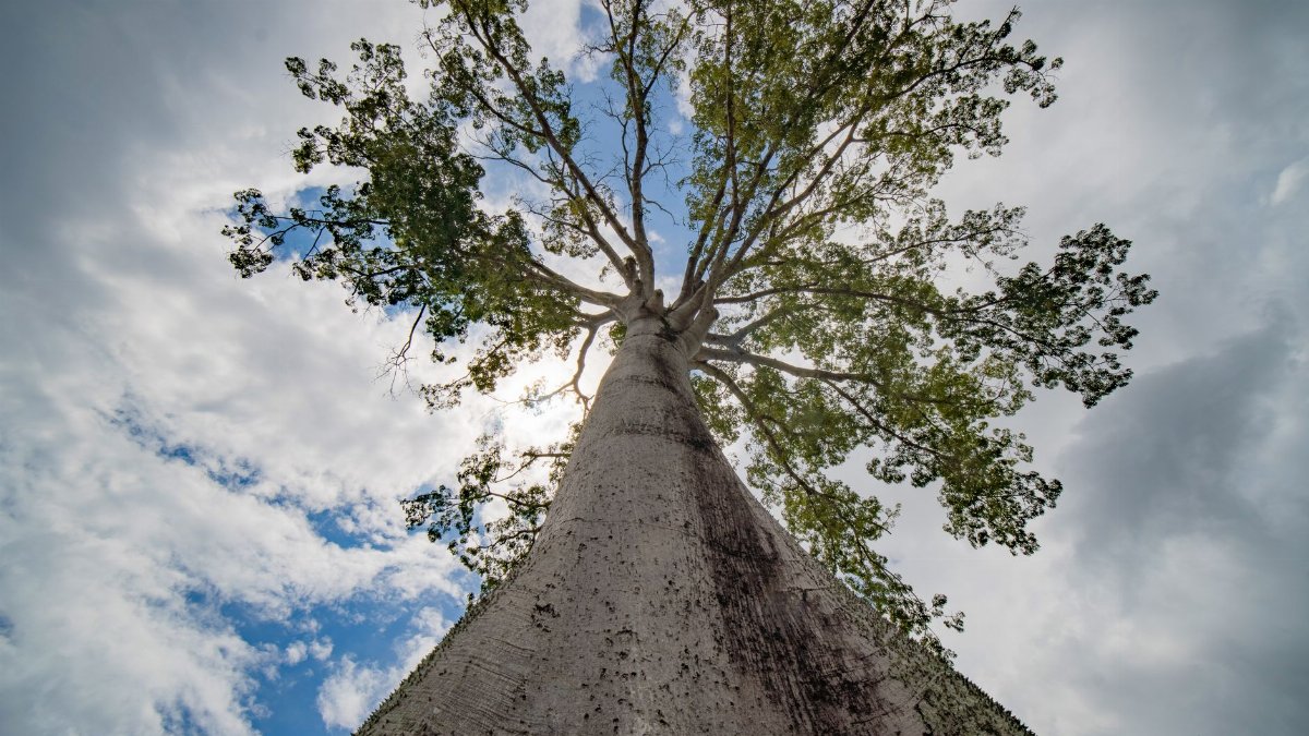 Stunning upward perspective of a Ceiba tree against a blue sky in Belém, Brazil.