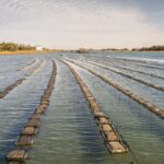 Aerial view of an oyster farm with neatly arranged rows on a tranquil waterway under a bright sky.