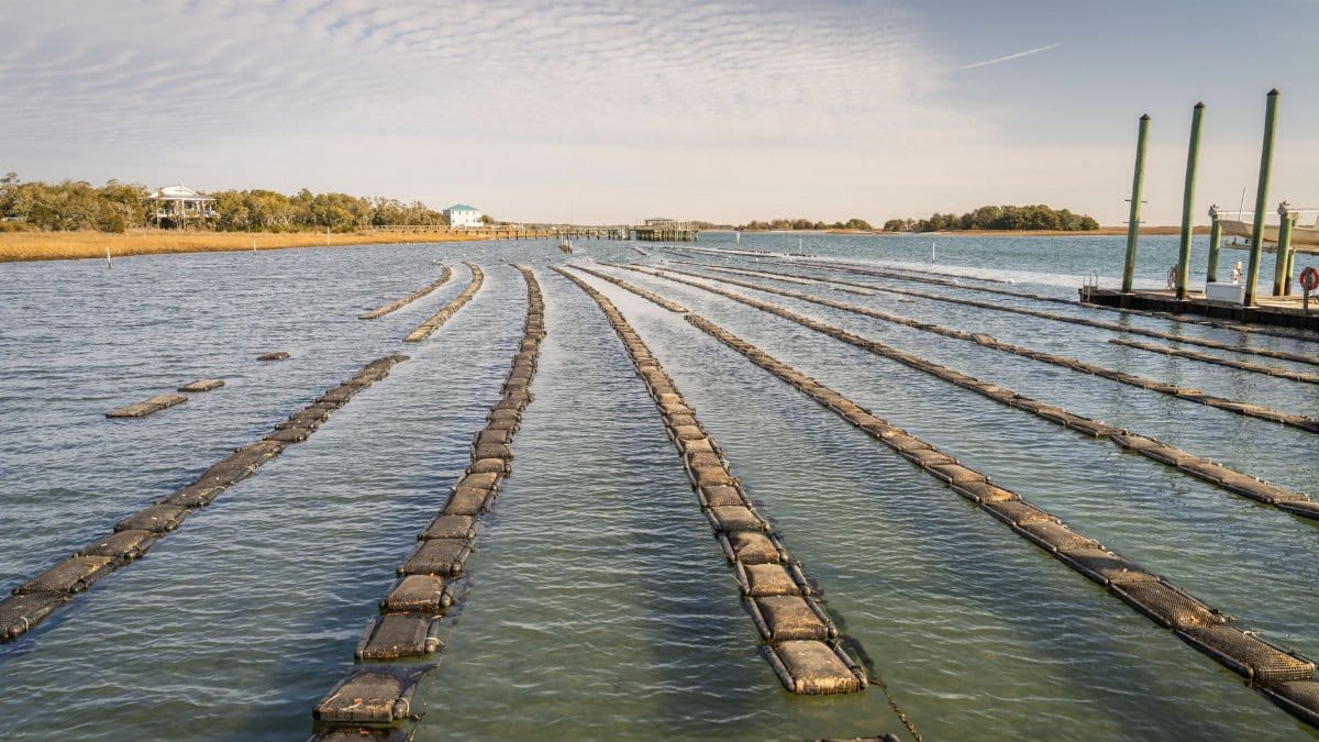 Aerial view of an oyster farm with neatly arranged rows on a tranquil waterway under a bright sky.